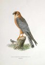 BIRDS OF PREY  RED FOOTED FALCON FEMALE FALCO VESPERTINUS
