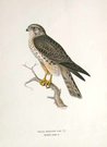 BIRDS OF PREY  MERLIN FALCON JUVENILE  FALCO AESALON