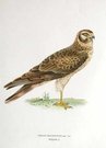 BIRDS OF PREY  PALLID HARRIER  CIRCUS MACOURUS