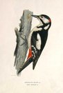 WOODPECKER  GREAT SPOTTED WOODPECKER  DRYOBATES MAJOR